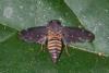 224221 – Photo : D. Martinez – Philippines
